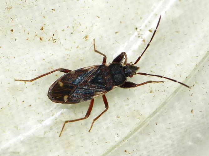 Eremocoris podagricus © BARBIER Simon