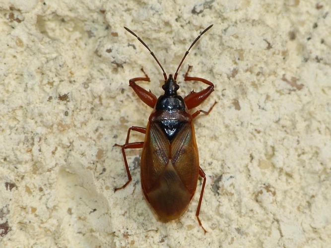 Gastrodes abietum © BARBIER Simon