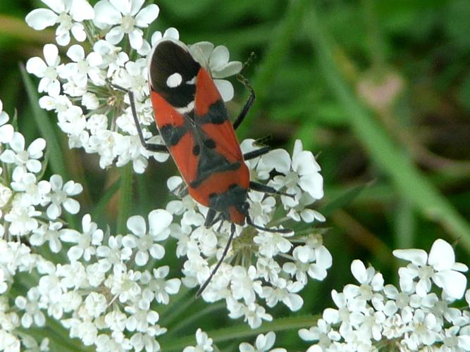 Lygaeus equestris © MAILLIER Sébastien