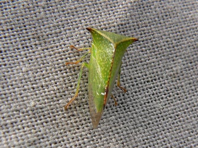 Stictocephala bisonia © DEROZIER Carole