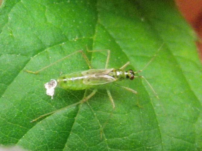 Dicyphus pallidus © HALLART Guénael