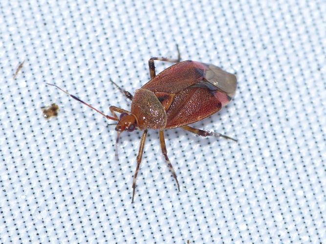 Deraeocoris olivaceus © BARBIER Simon