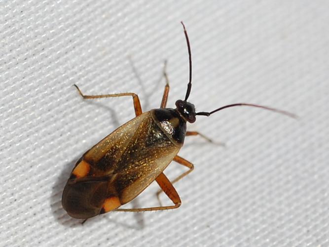 Adelphocoris seticornis © VANSTEENE Nicolas