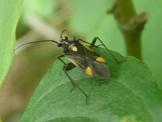 Capsodes sulcatus © MAILLIER Sébastien