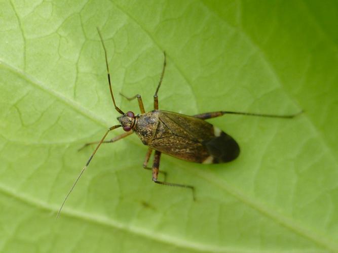 Closterotomus fulvomaculatus © BARBIER Simon