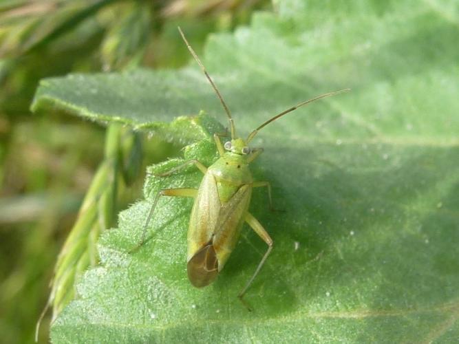 Closterotomus norwegicus © MAILLIER Sébastien