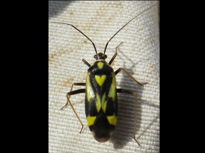 Grypocoris sexguttatus © HALLART Guénael