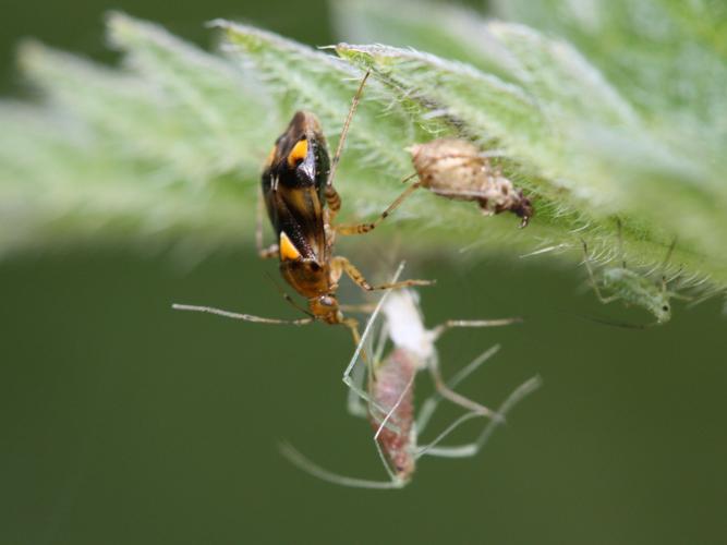 Liocoris tripustulatus © LETHEVE Xavier