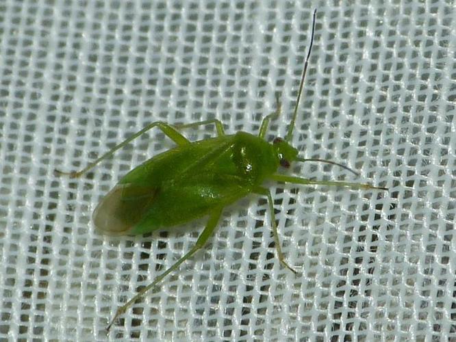 Lygocoris pabulinus © BARBIER Simon