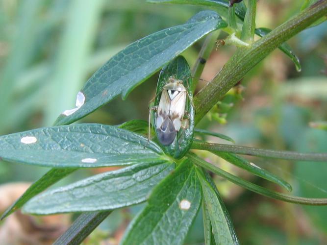 Lygus pratensis © MAILLIER Sébastien