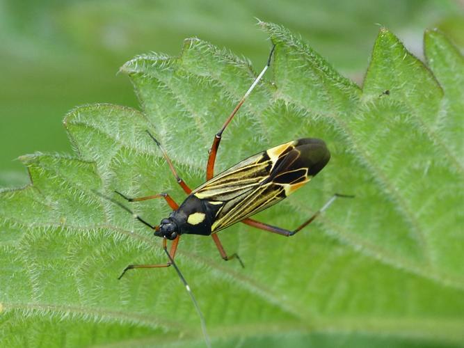 Miris striatus © BARBIER Simon