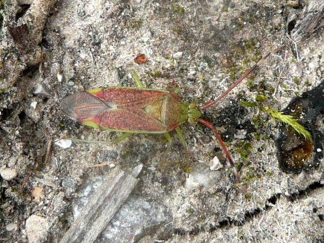 Pantilius tunicatus © MAILLIER Sébastien