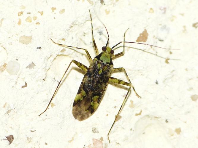 Phytocoris tiliae © BARBIER Simon