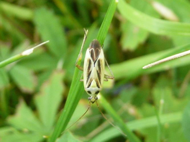 Stenotus binotatus © MAILLIER Sébastien