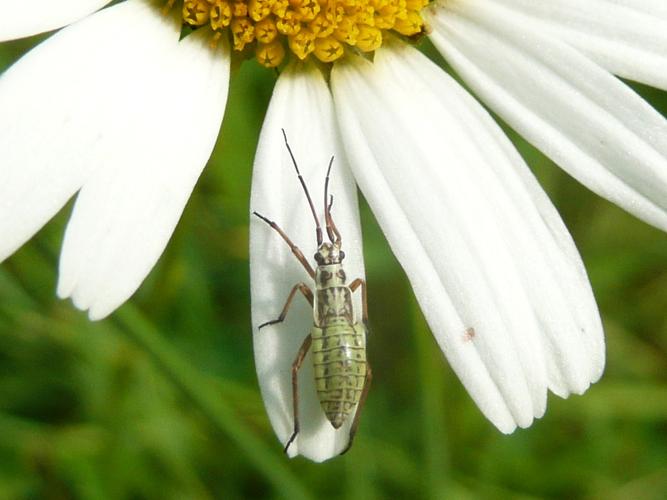 Leptopterna dolabrata © MAILLIER Sébastien