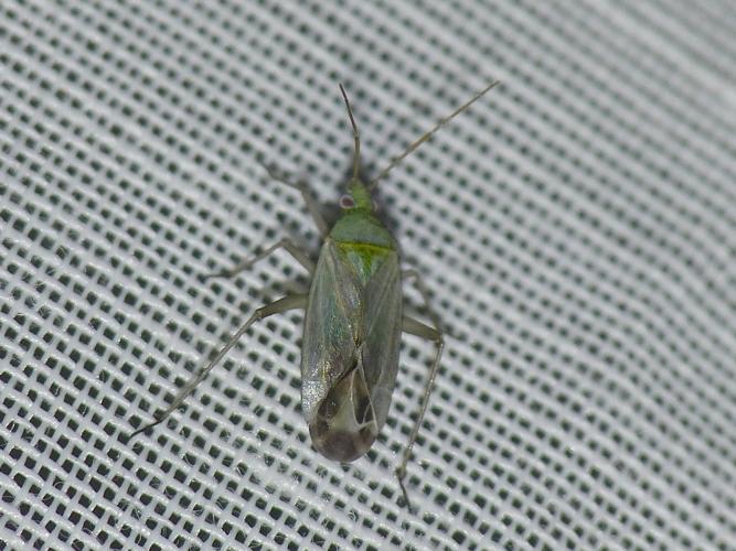 Macrotylus solitarius © BARBIER Simon