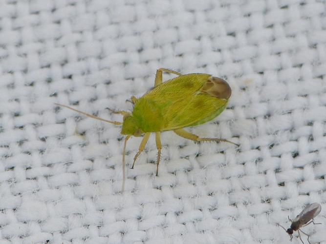 Megalocoleus tanaceti © BARBIER Simon