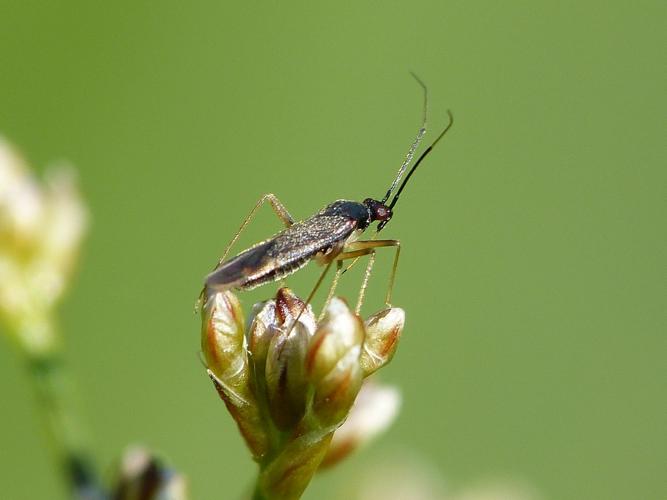 Orthonotus rufifrons © BARBIER Simon