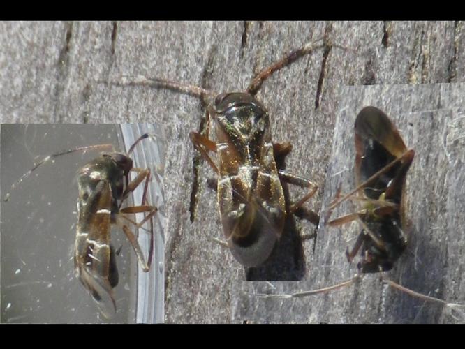 Pilophorus clavatus © HALLART Guénael