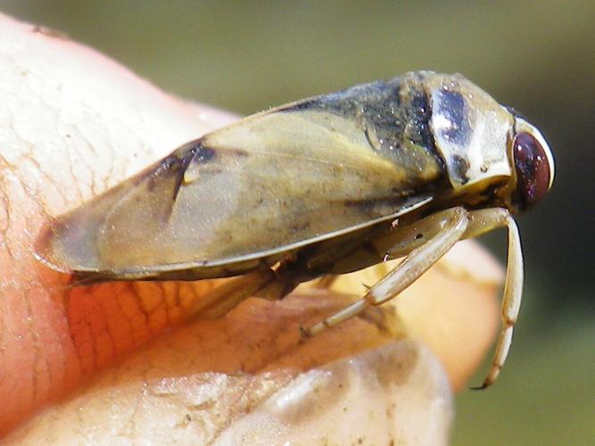 Notonecta glauca © HALLART Guénael