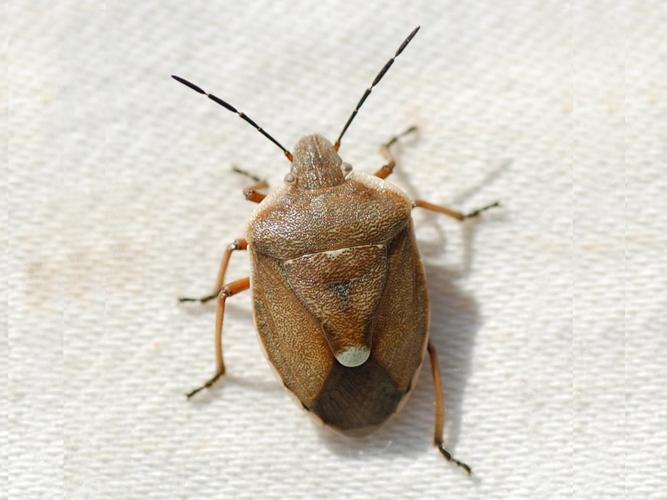 Chlorochroa pinicola © VANSTEENE Nicolas