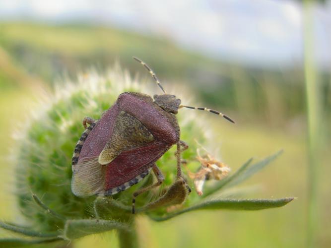 Dolycoris baccarum © HERMANT Thomas