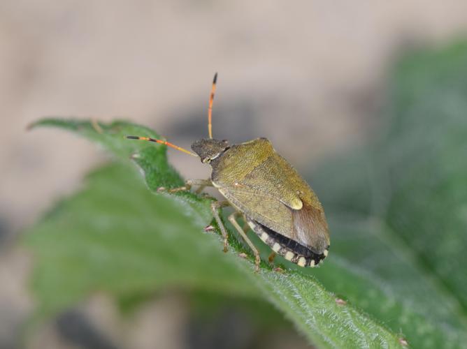 Holcostethus strictus © NOEL Jean-Adrien