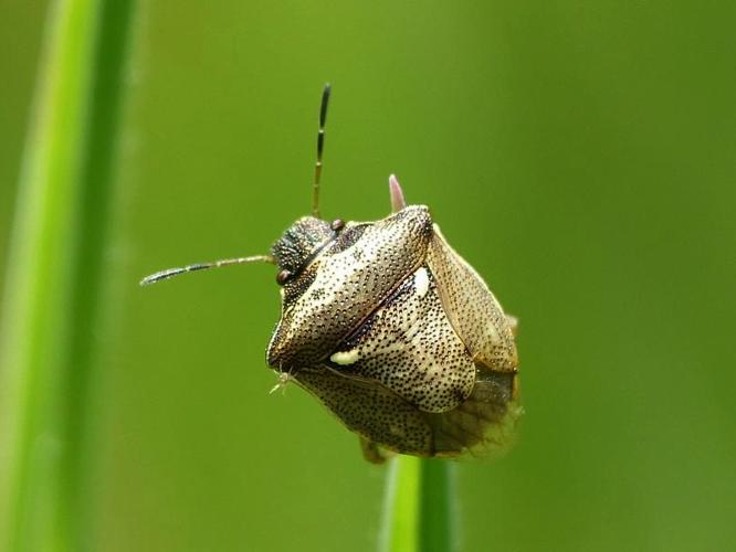 Eysarcoris aeneus © BARBIER Simon