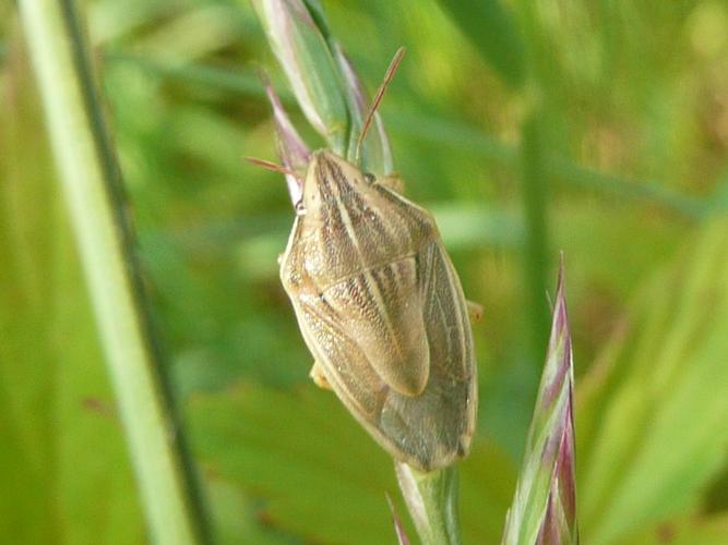 Aelia acuminata © MAILLIER Sébastien