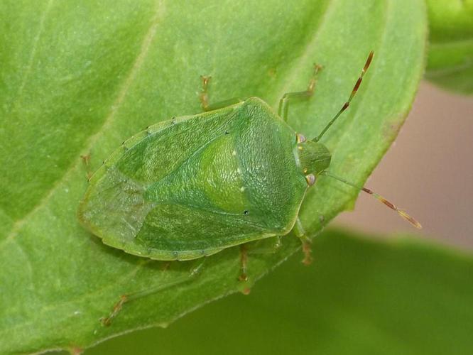 Nezara viridula © BARBIER Simon