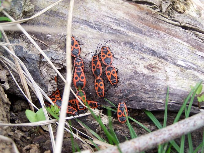 Pyrrhocoris apterus © LEROY Sébastien