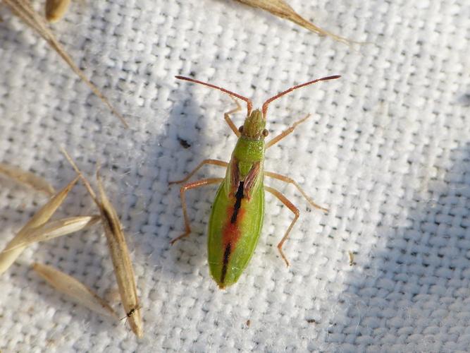 Myrmus miriformis © BARBIER Simon