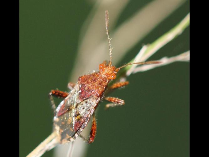 Rhopalus subrufus © COLINDRE Laurent