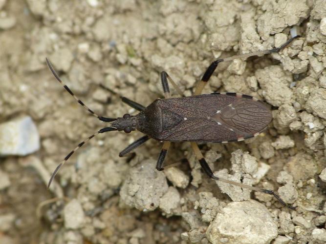 Dicranocephalus agilis © BARBIER Simon