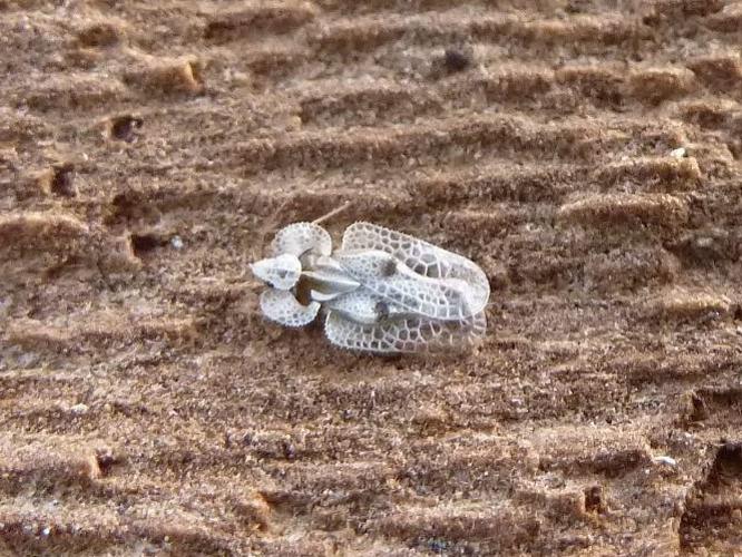 Corythucha ciliata © T'FLACHEBBA Mathieu