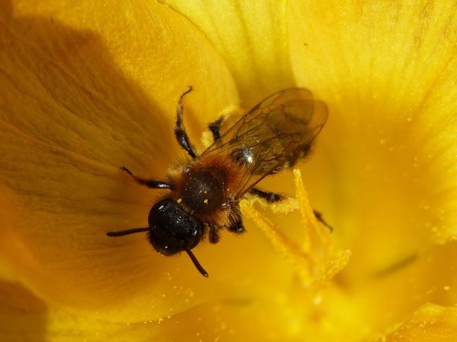 Andrena bicolor © BARBIER Simon