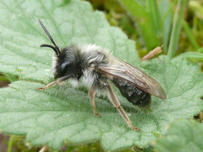 Andrena cineraria © MAILLIER Sébastien