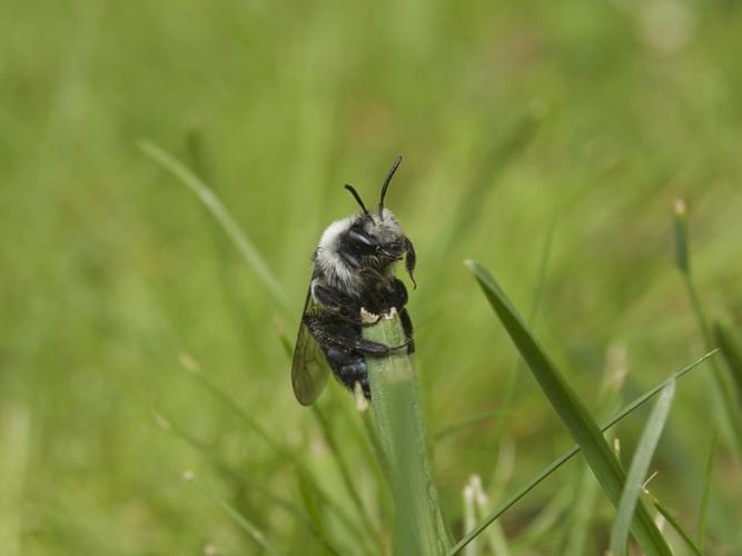 Andrena cinerea © BRONI Adrien