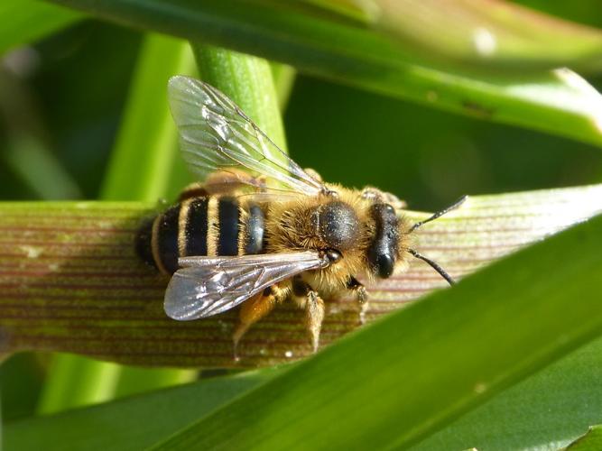 Andrena flavipes © BARBIER Simon