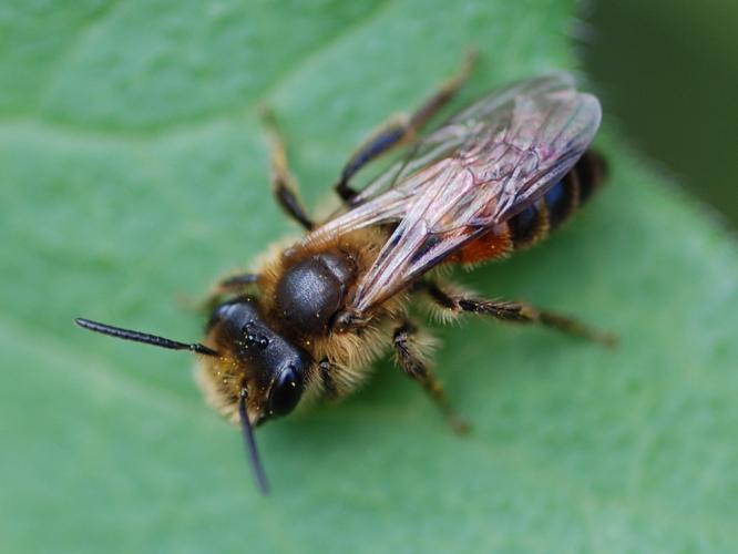 Andrena florea © VANSTEENE Nicolas