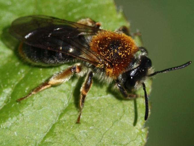 Andrena haemorrhoa © LETHEVE Xavier