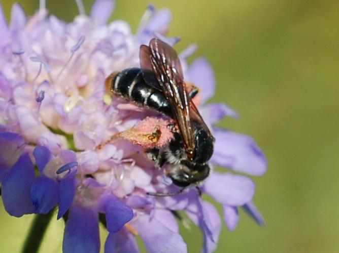 Andrena hattorfiana © VANSTEENE Nicolas