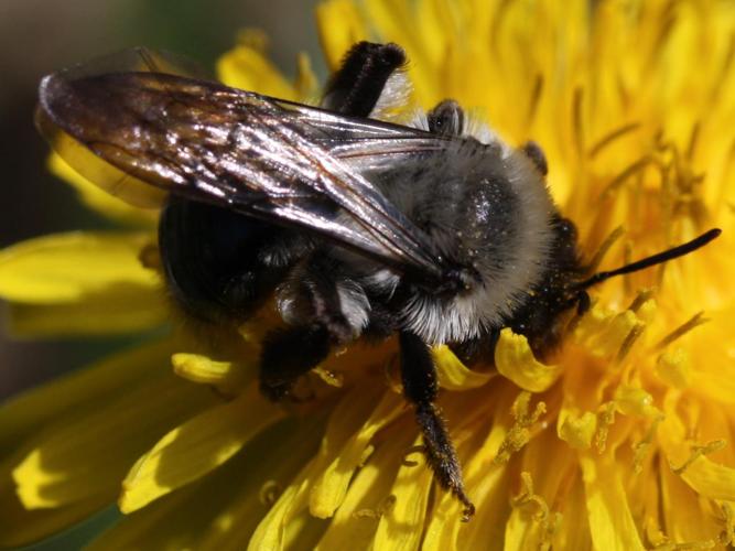 Andrena vaga © LETHEVE Xavier