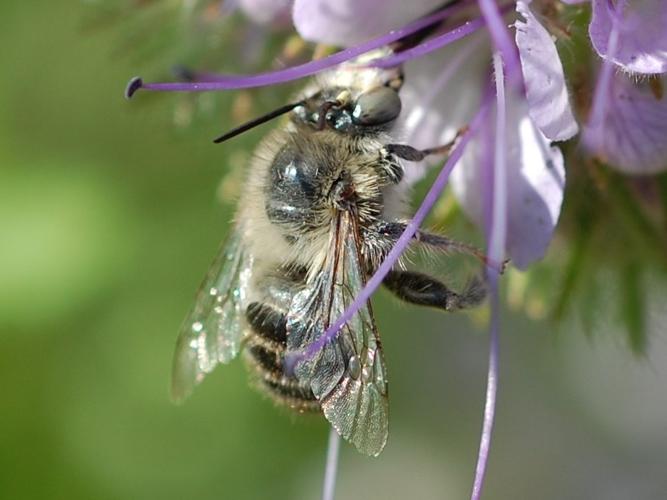 Anthophora quadrimaculata © VANSTEENE Nicolas