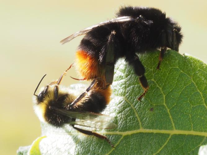 Couple de Bombus lapidarius © PLATEAUX Luc