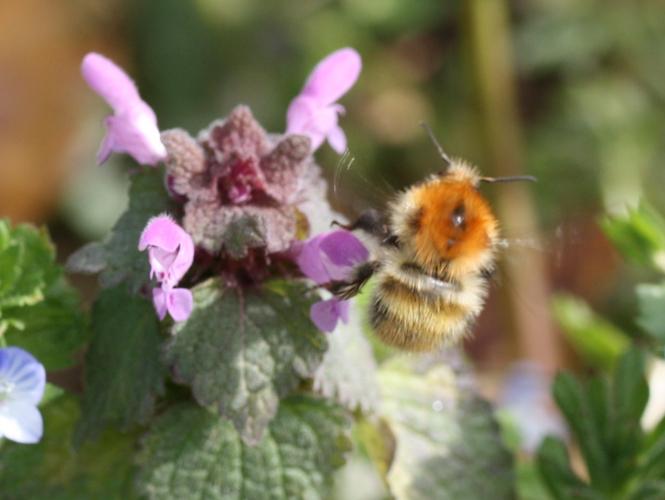 Bombus pascuorum © LETHEVE Xavier