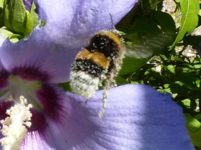 Bombus terrestris © PLATEAUX Odile