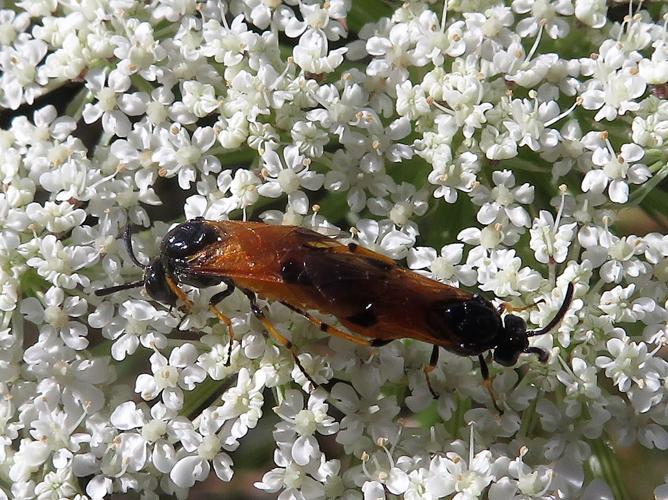 Arge cyanocrocea © MAILLIER Sébastien