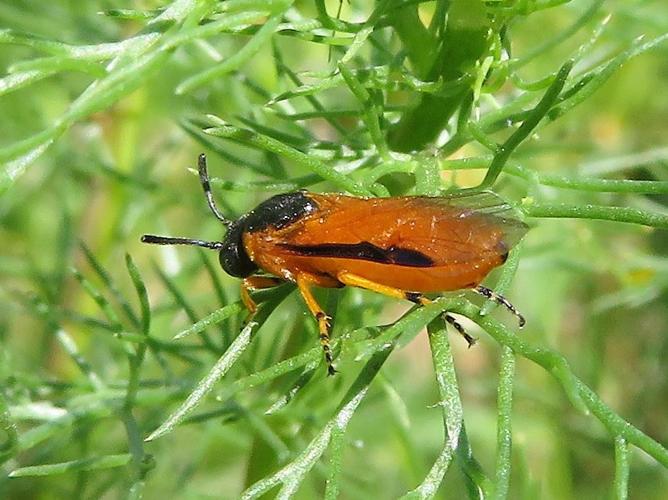 Arge ochropus © MAILLIER Sébastien