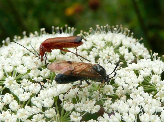 Arge ustulata © MAILLIER Sébastien